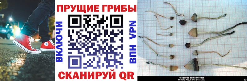 цена   Порхов  Псилоцибиновые грибы GOLDEN TEACHER 